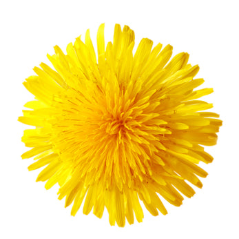 Taraxacum Officinales: Detox to boost weight loss